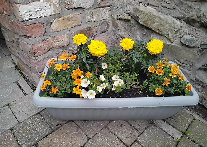 Ashleigh House 2* 莫纳汉